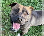 Small American Pit Bull Terrier Mix