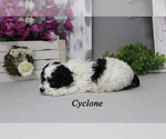 Cyclone - Male Poodle (Toy) Puppy for Sale - Photo #4