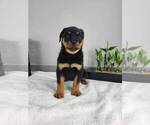 Small Photo #3 Rottweiler Puppy For Sale in FRANKLIN, IN, USA