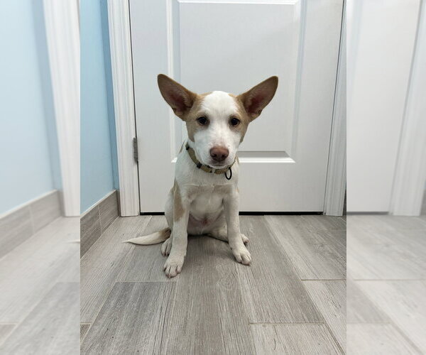 Medium Photo #13 Basenji-Labrador Retriever Mix Puppy For Sale in Brewster, NY, USA