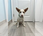 Small #12 Basenji-Labrador Retriever Mix