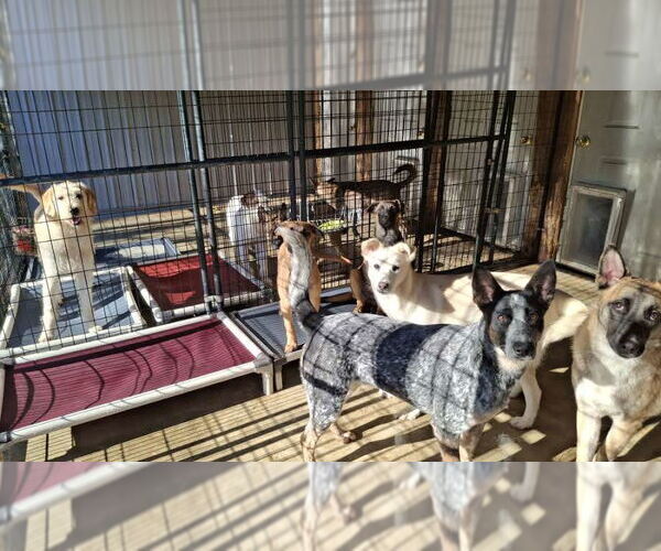 Medium Photo #10 German Shepherd Dog-Unknown Mix Puppy For Sale in Sebec, ME, USA