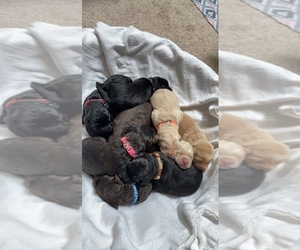 Labradoodle Puppy for sale in PEYTON, CO, USA