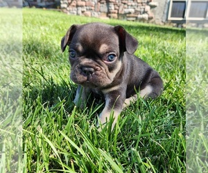 French Bulldog Puppy for sale in AFTON, WY, USA