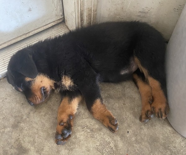 Medium Photo #3 Rottweiler Puppy For Sale in SPLENDORA, TX, USA