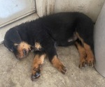 Small Photo #3 Rottweiler Puppy For Sale in SPLENDORA, TX, USA