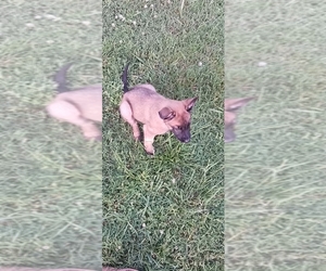 Belgian Malinois Puppy for sale in CHURCH HILL, TN, USA