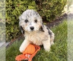 Small #2 Cockapoo