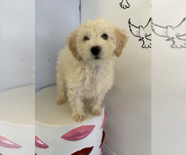 Medium Photo #1 Cavapoo (Miniature) Puppy For Sale in Studio City, CA, USA