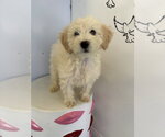 Small Cavapoo (Miniature)