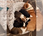 Small Pembroke Welsh Corgi