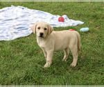 Ranger - Male Labrador Retriever Puppy for Sale - Photo #5