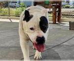 Small #1 American Pit Bull Terrier