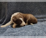 Small #6 Border Collie
