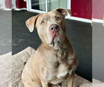 Small #4 American Staffordshire Terrier Mix
