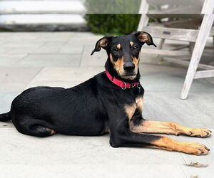 Miniature Pinscher-Unknown Mix Dogs for adoption in Wakefield, RI, USA