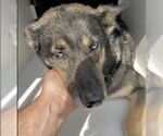 Small #1 German Shepherd Dog Mix