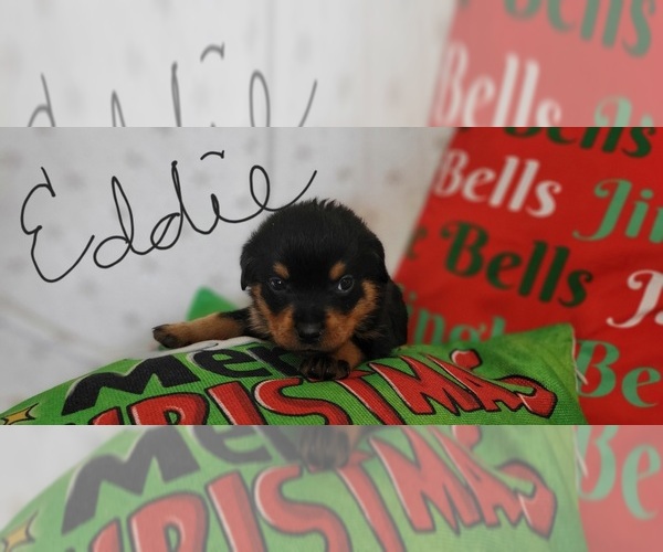 Medium Photo #5 Rottweiler Puppy For Sale in GENEVA, NY, USA