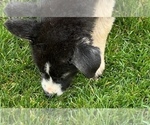 Small Photo #28 German Shepherd Dog Puppy For Sale in JURUPA VALLEY, CA, USA