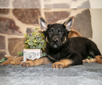 Puppy Ruby German Shepherd Dog