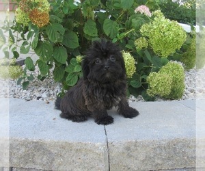 ShihPoo Puppy for sale in LE MARS, IA, USA