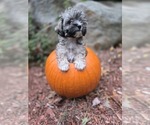Puppy Oakley Chonzer-Pomeranian Mix