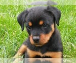 Small Photo #59 Rottweiler Puppy For Sale in OAK GLEN, CA, USA