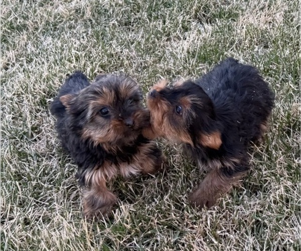 Medium Photo #1 Yorkshire Terrier Puppy For Sale in WILEY, CO, USA