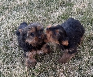 Yorkshire Terrier Puppy for sale in WILEY, CO, USA