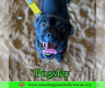 Small #5 Pug