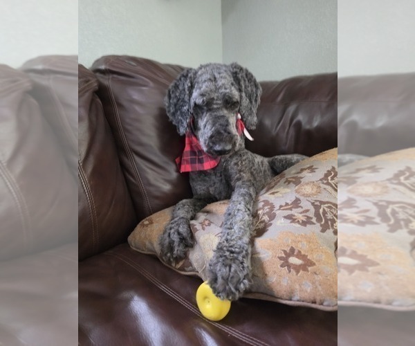 Medium Photo #1 Goldendoodle Puppy For Sale in FYFFE, AL, USA