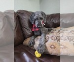 Small Photo #1 Goldendoodle Puppy For Sale in FYFFE, AL, USA