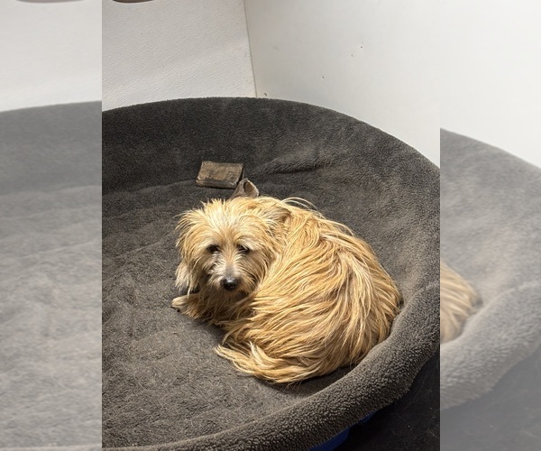 Medium Photo #1 Cairn Terrier Puppy For Sale in HASTINGS, NE, USA