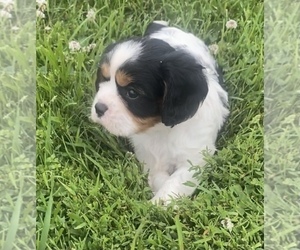 Cavalier King Charles Spaniel Puppy for sale in NILES, MI, USA
