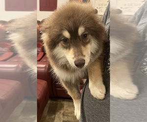 Pomsky Puppy for Sale in PITTSBURGH, Pennsylvania USA