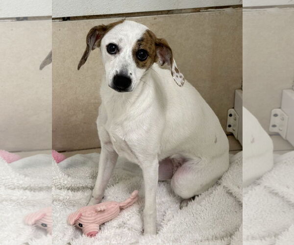 Medium Photo #2 Jack-A-Bee Puppy For Sale in Oakland Park, FL, USA