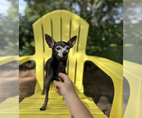Medium Photo #3 Chiweenie Puppy For Sale in Weston, FL, USA