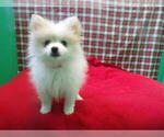 Small #1 Pomeranian
