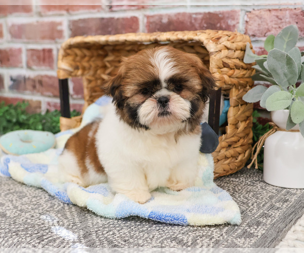 Medium Photo #8 Shih Tzu Puppy For Sale in SYRACUSE, IN, USA