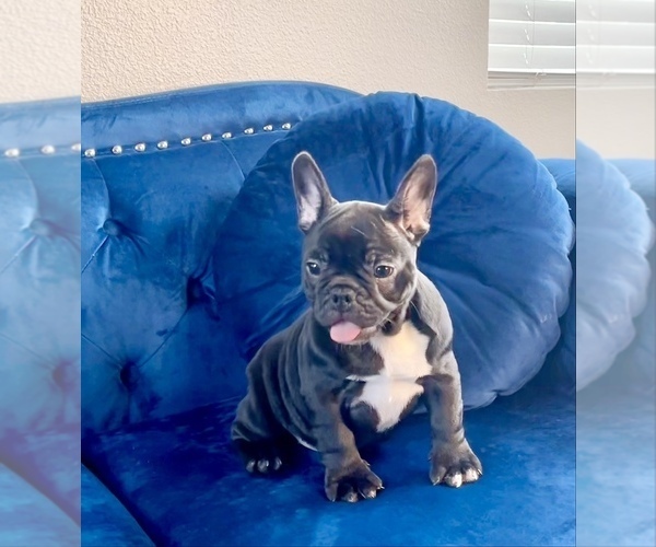 Medium Photo #21 French Bulldog Puppy For Sale in CARY, NC, USA