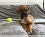 Small Photo #3 Boxer Puppy For Sale in WEST COLUMBIA, SC, USA
