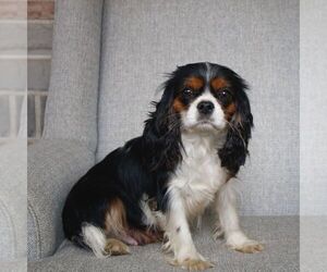 Mother of the Cavalier King Charles Spaniel puppies born on 02/22/2025
