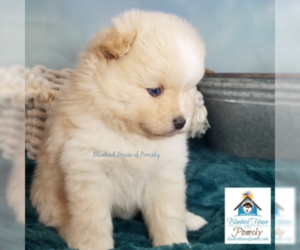 Medium Photo #5 Pomsky Puppy For Sale in RAMSEY, MN, USA
