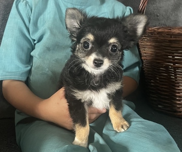 Medium Photo #1 Chihuahua Puppy For Sale in KALONA, IA, USA