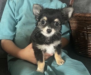 Medium Chihuahua