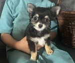 Puppy Max Chihuahua