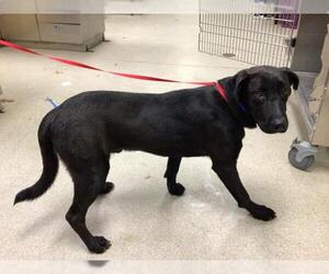 Labrador Retriever-Unknown Mix Dogs for adoption in Riverside, CA, USA