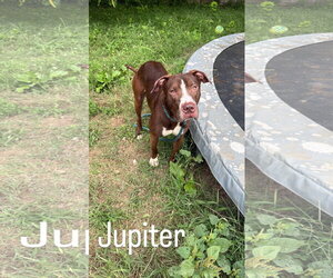 Labrador Retriever-Unknown Mix Dogs for adoption in Jackson, MS, USA