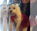 Small #2 Maltese