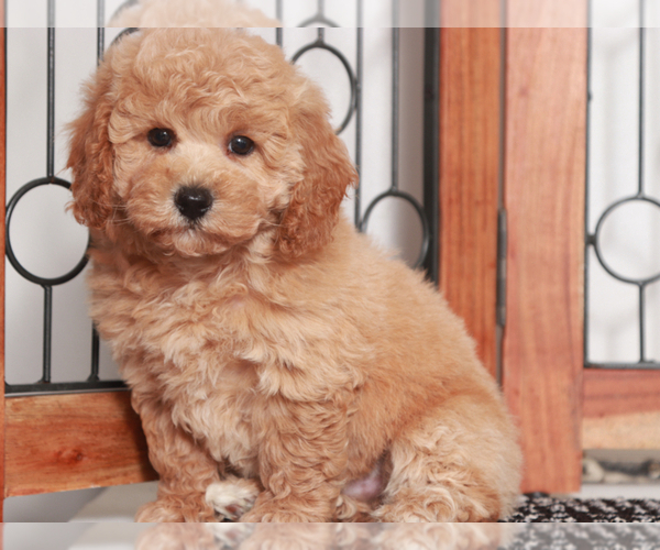 Medium Photo #3 Poochon Puppy For Sale in NAPLES, FL, USA